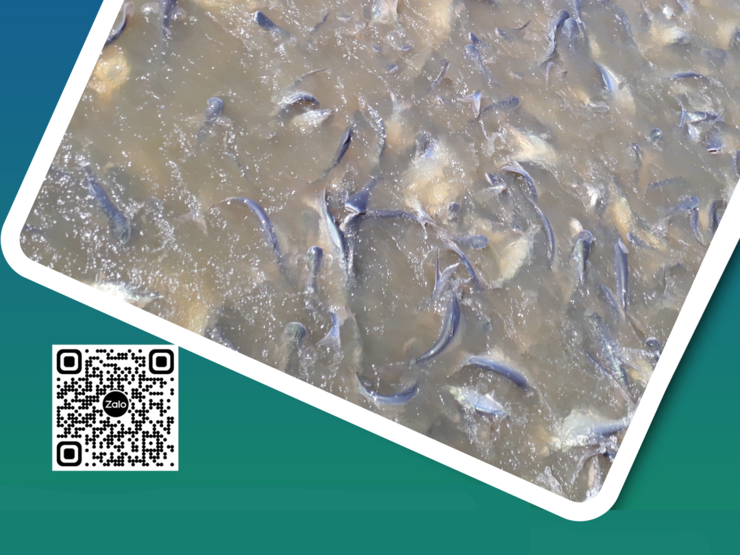 CHẾ PHẨM SINH HỌC CHO AO NUÔI CÁ