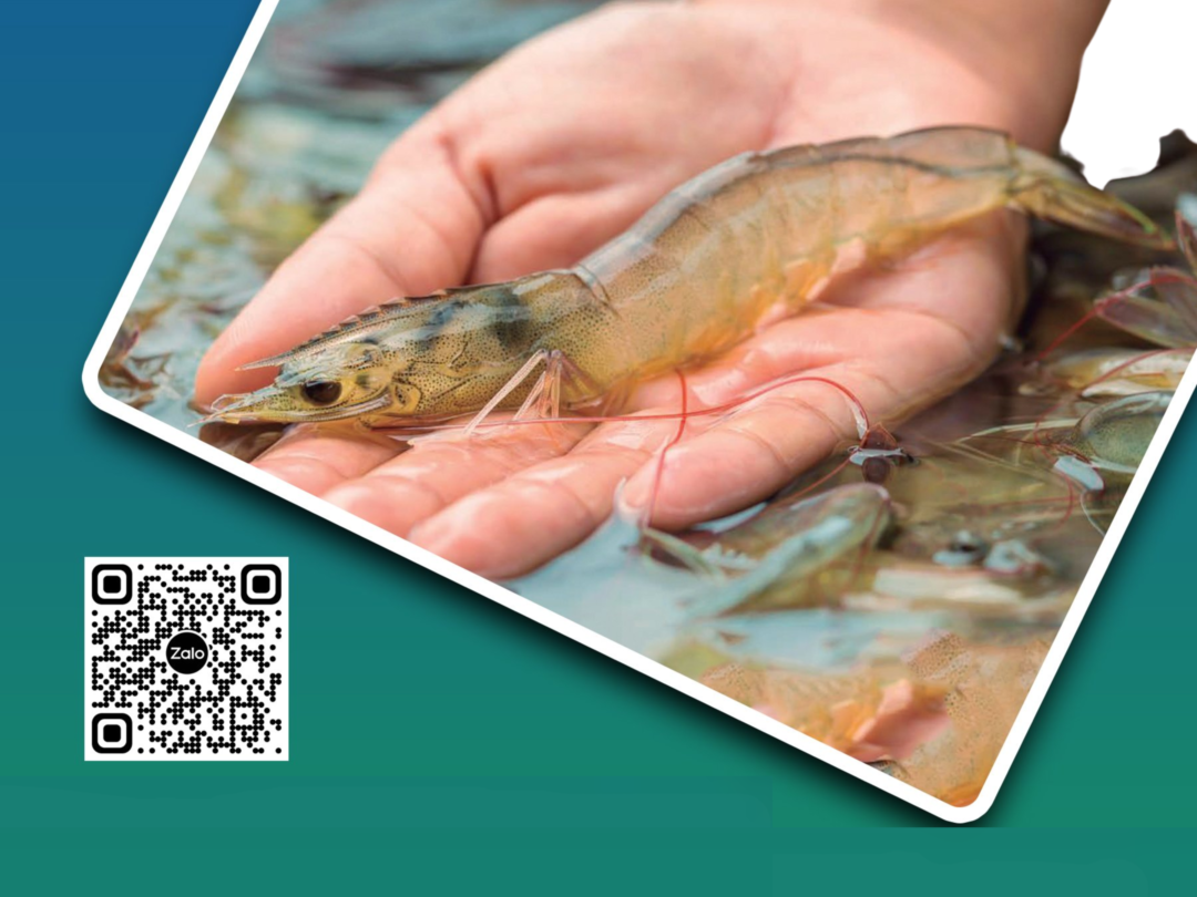 CHẾ PHẨM SINH HỌC CHO AO NUÔI TÔM