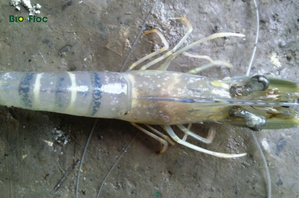 bệnh đốm trắng trên tôm