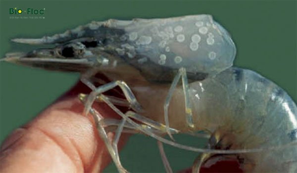 bệnh đốm trắng trên tôm
