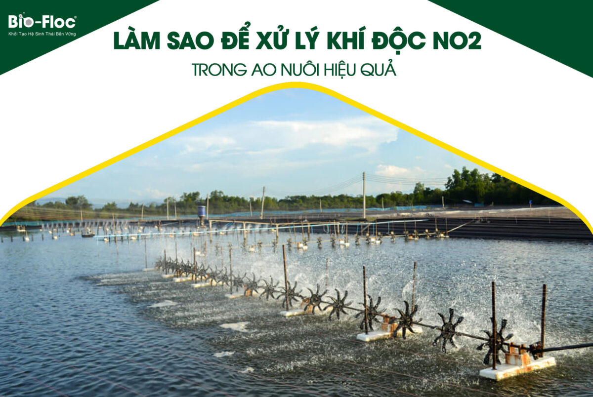 khí độc NO2