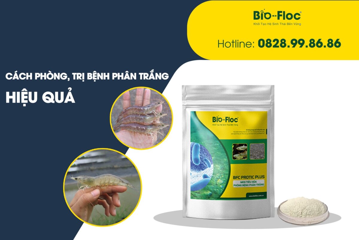 chăm sóc đường ruột tôm