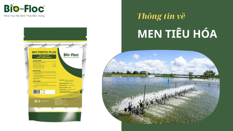 MEN TIÊU HÓA