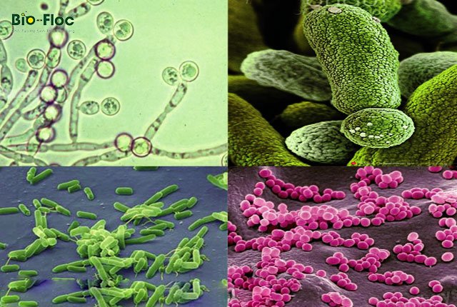 ứng dụng công nghệ Biofloc