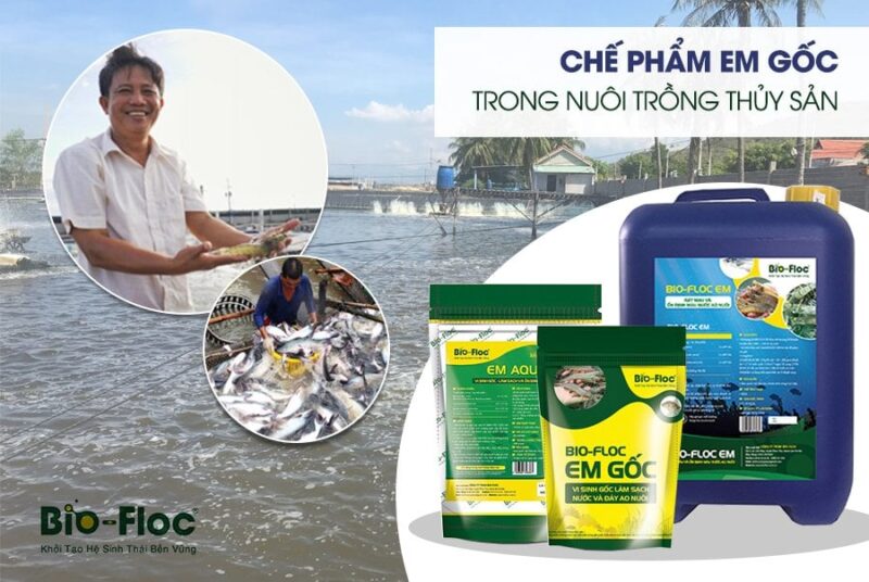 chế phẩm Em gốc