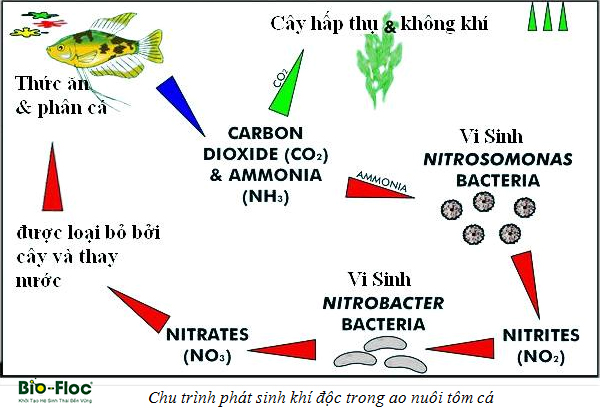 sử dụng thức ăn trong nuôi cá