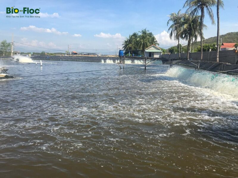 khí NO2 trong ao nuôi tôm