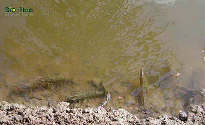 khí NO2 trong ao nuôi tôm