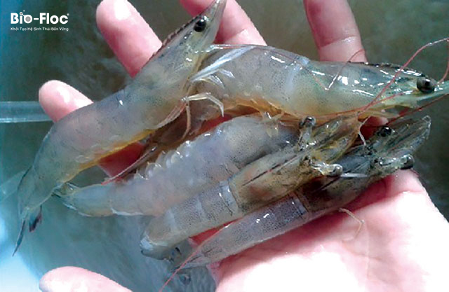 phòng ngừa mềm vỏ