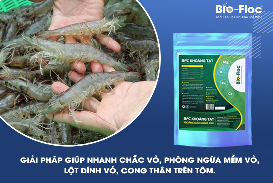 phòng ngừa mềm vỏ