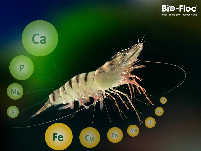 quá trình tôm lột vỏ