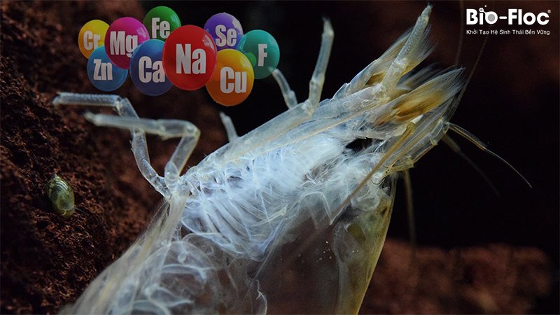 quá trình tôm lột vỏ