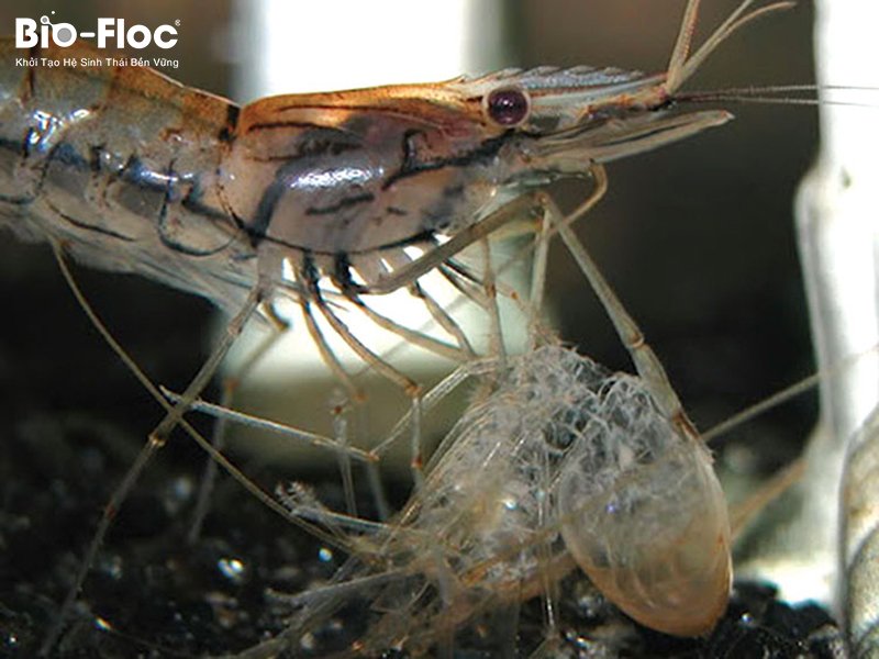 quá trình tôm lột vỏ