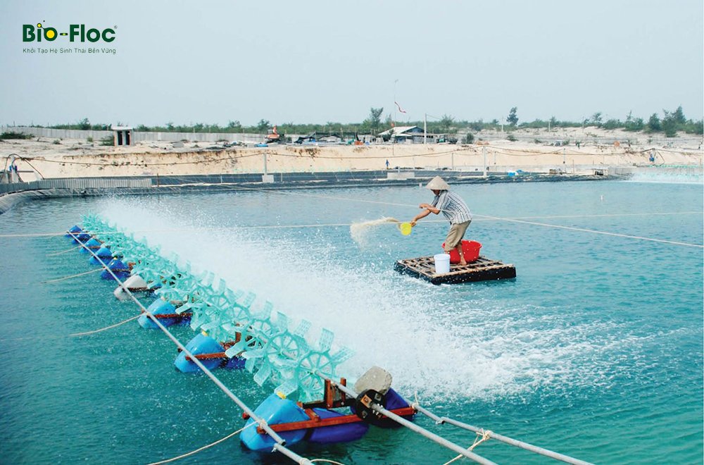 chế phẩm sinh học cho ao nuôi tôm