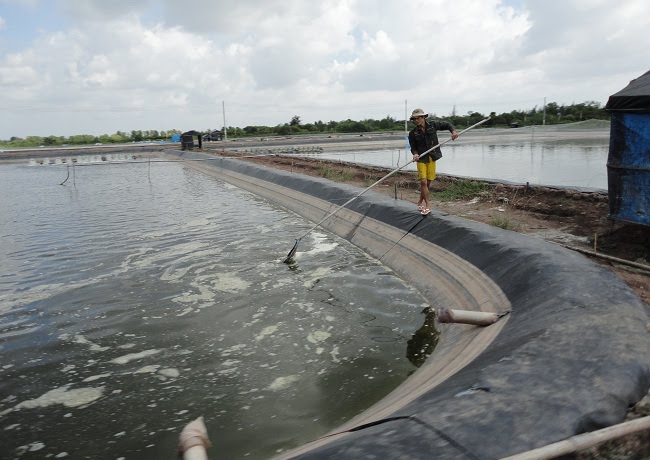 xử lý khí độc, xử lý đáy ao nuôi tôm