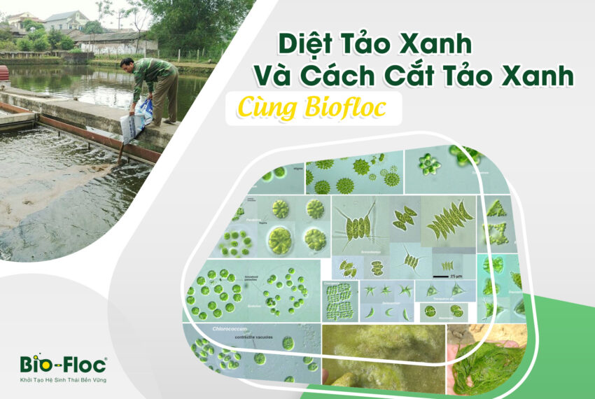 diệt tảo xanh