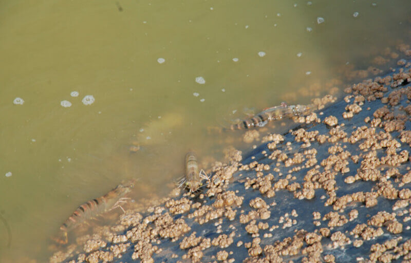 Nhớt bạt trong ao nuôi tôm