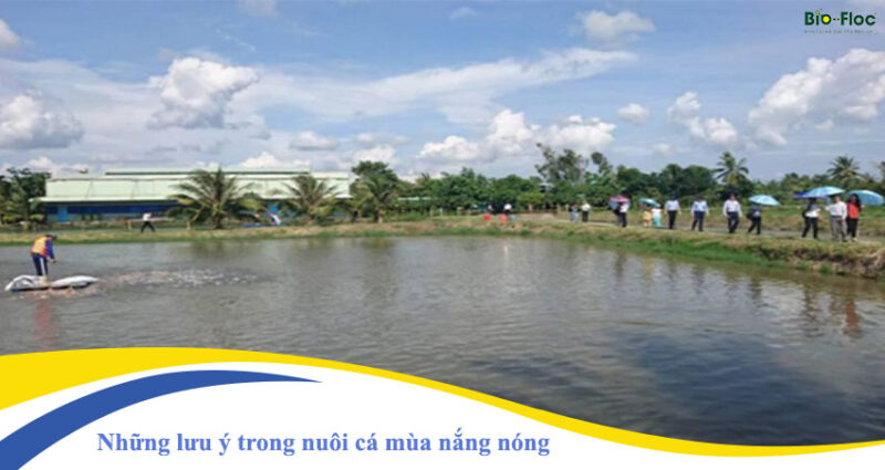 nuôi cá mùa nắng nóng