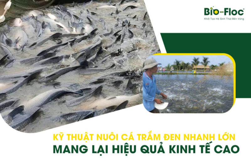 nuôi cá trắm đen