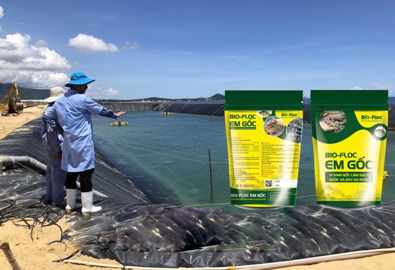 xử lý ao nuôi cá, Môi trường nhân sinh khối