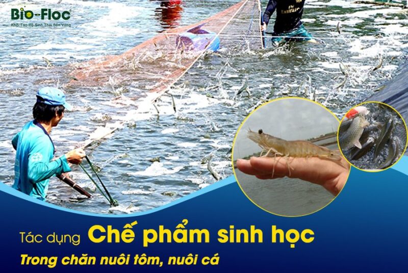 Tác dụng chế phẩm sinh học