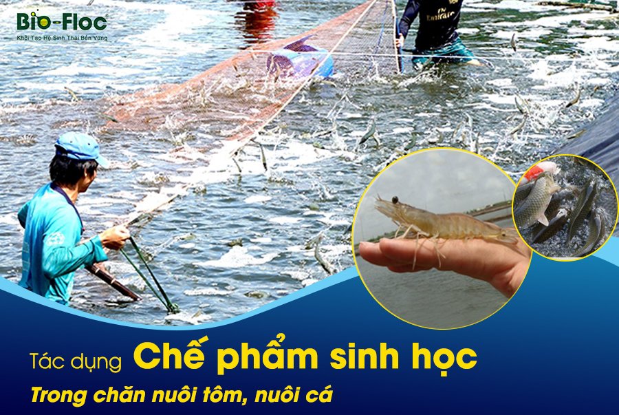 Tác dụng chế phẩm sinh học
