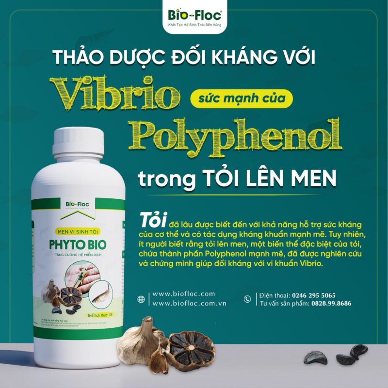 men vi sinh tỏi