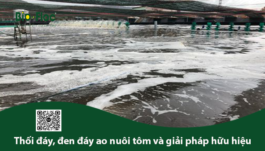đen đáy ao nuôi tôm