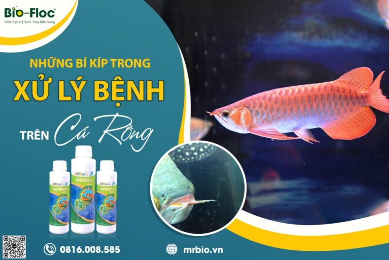 bệnh trên cá rồng