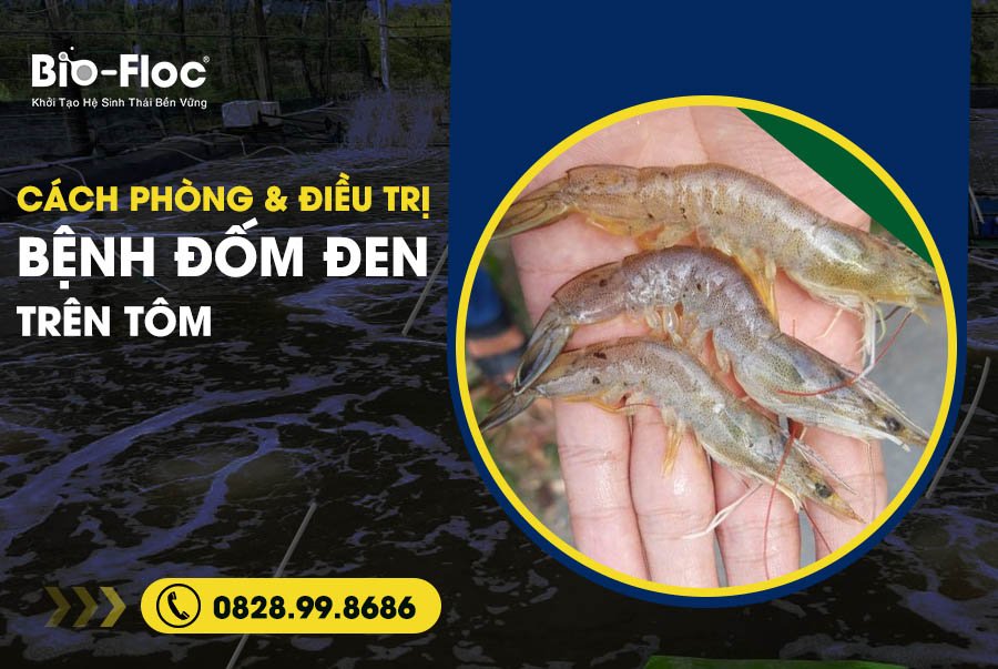 bệnh đốm đen trên tôm