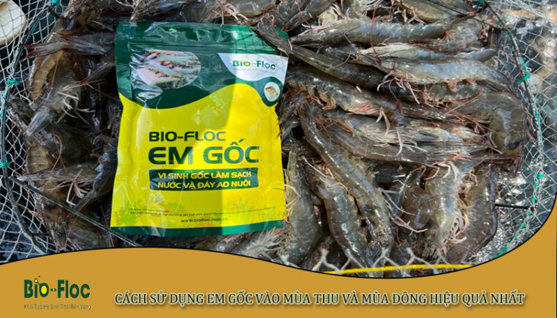 sử dụng em gốc