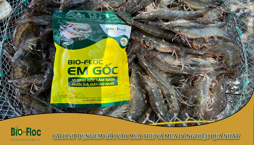 sử dụng em gốc