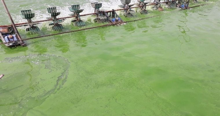Cách xử lý triệt để tảo độc trên ao nuôi tôm - Biofloc