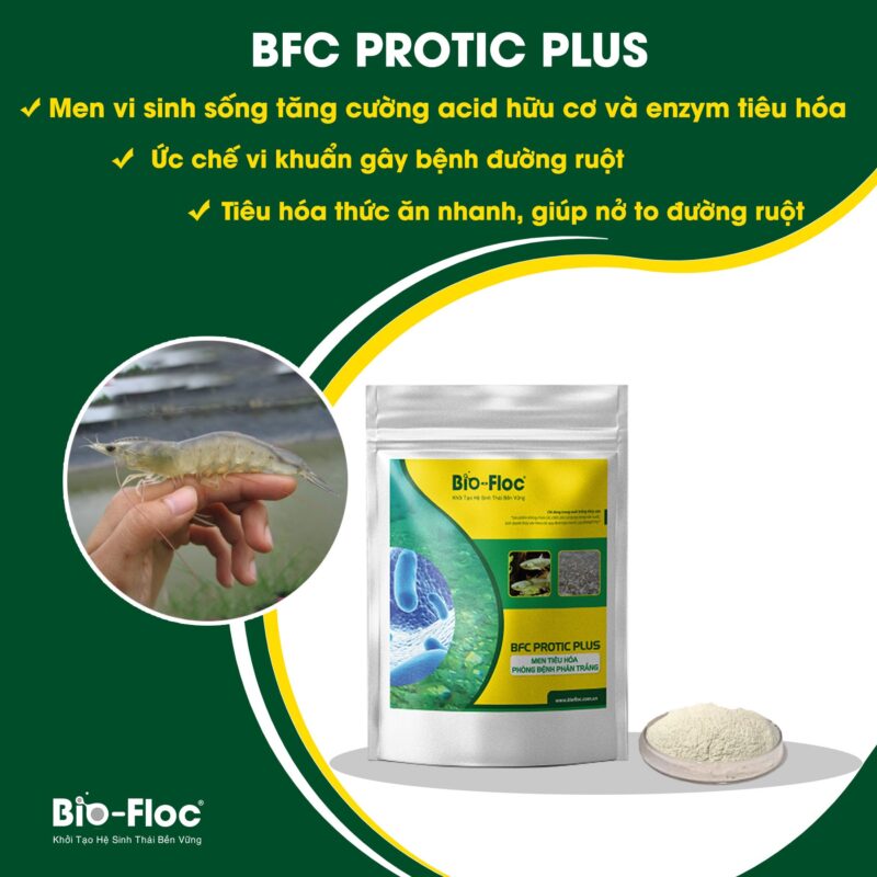 phân tôm khuôn chắc