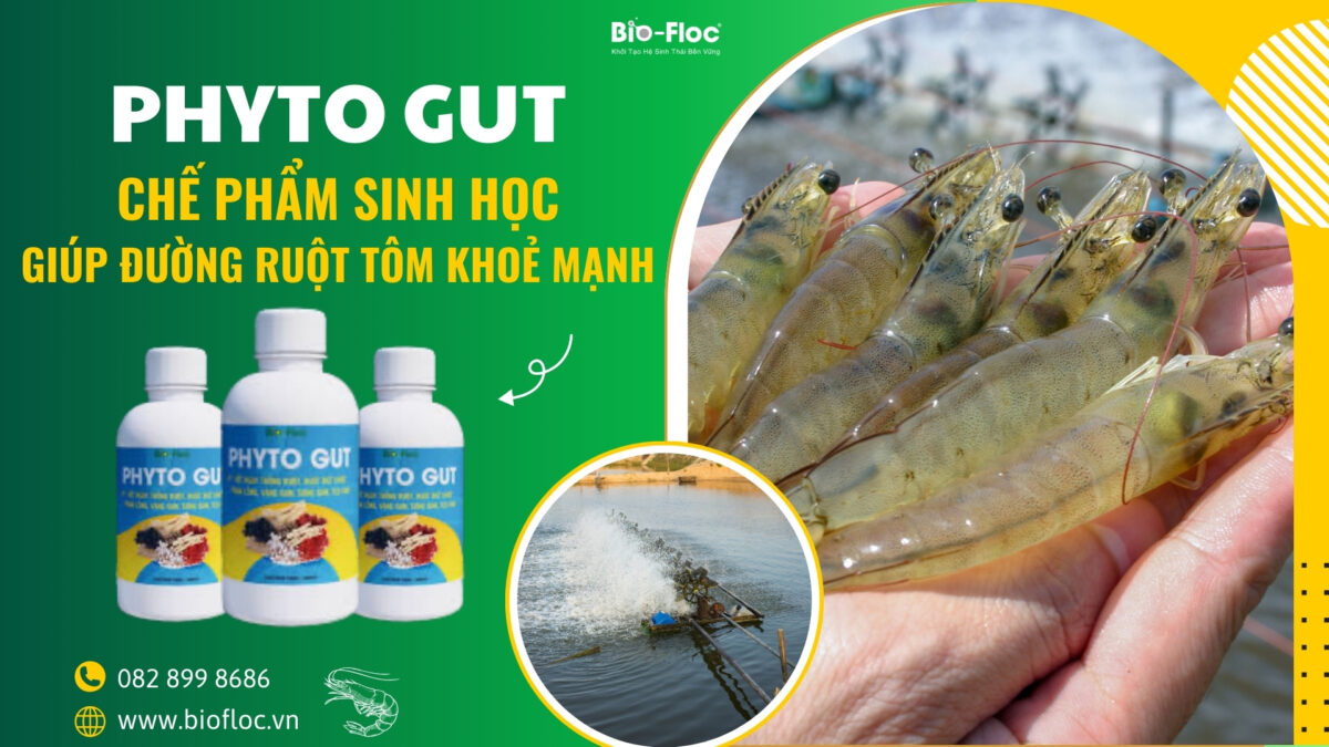 phân trắng trên tôm