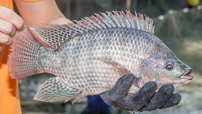 cá rô phi xuất khẩu