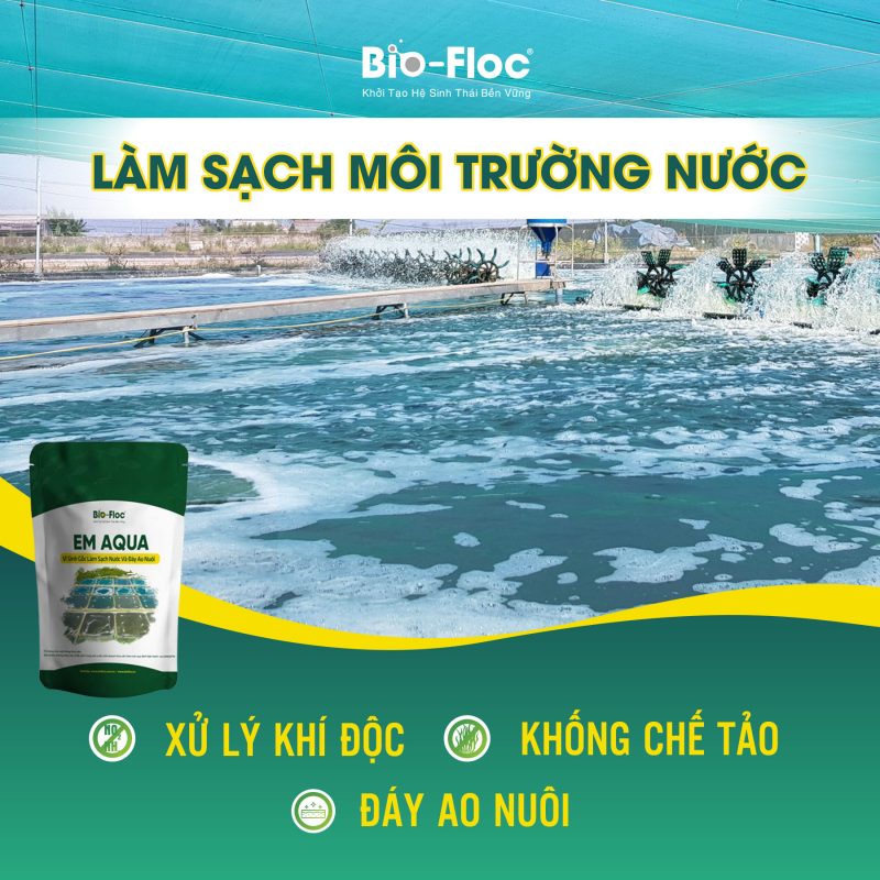vi sinh gốc, vi sinh ao cá